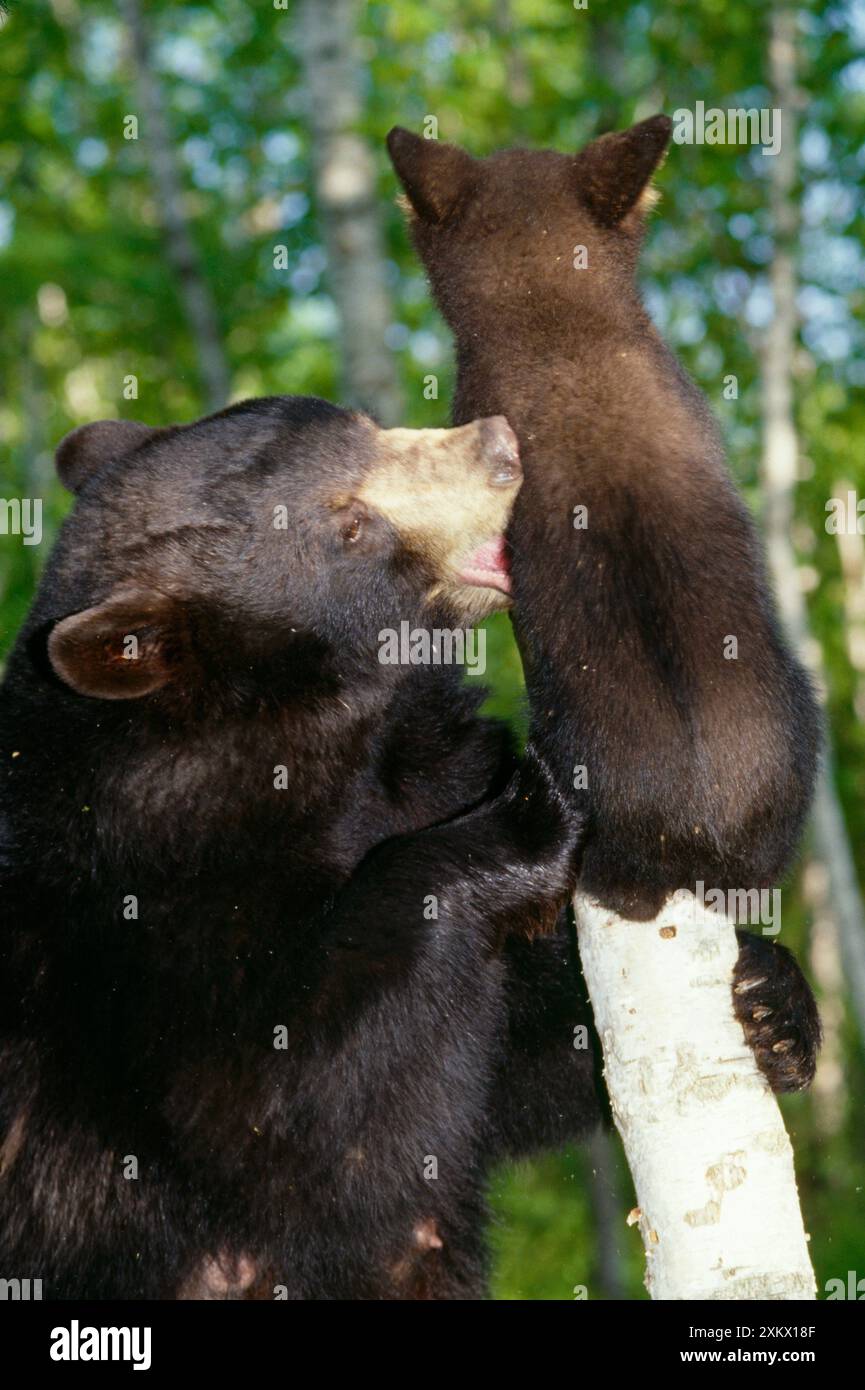 SCHWARZBÄR - Weibchen und Jungtier Stockfoto