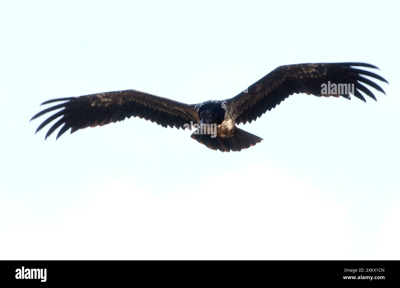 Lammergeier / Bartgeier - Jugendlicher, im Flug Stockfoto