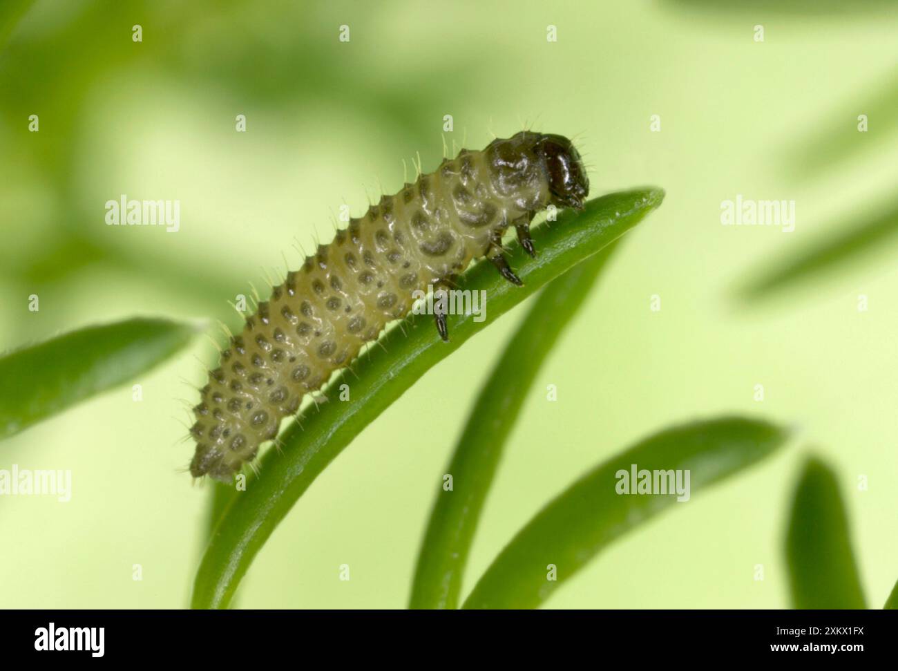 HEIDEKÄFER - Larve Stockfoto