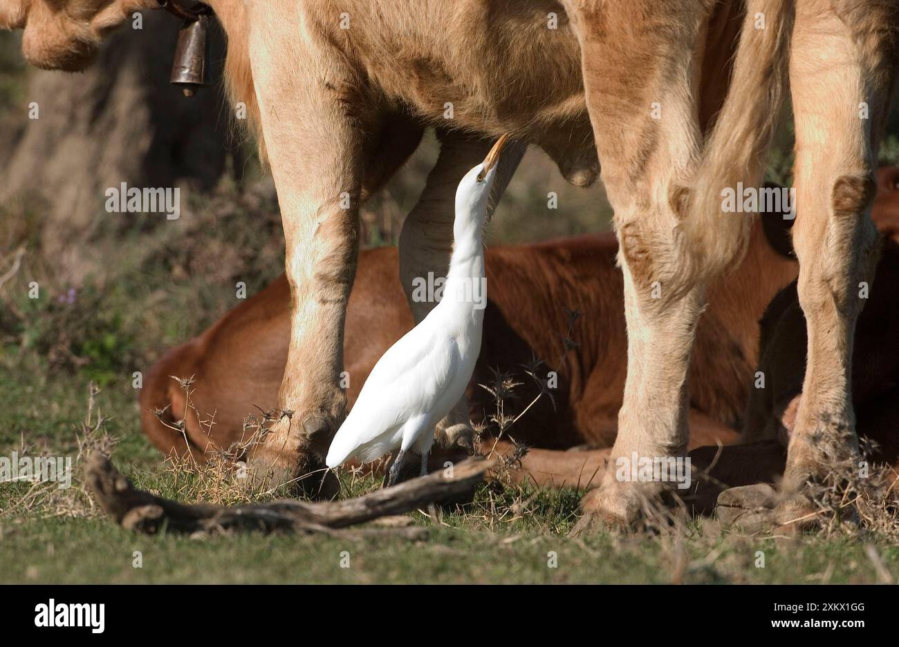 Rinderreiher - Insekten von Rindern sammeln, November Stockfoto