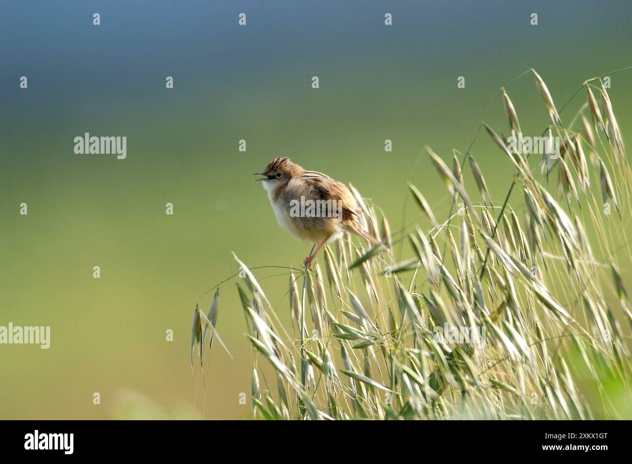 Zitting Cisticola - Singen, Marsch Stockfoto