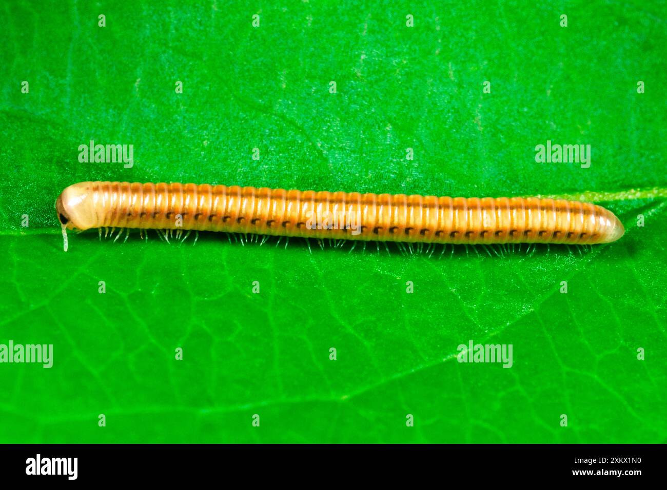 Zylindrischer Millipede – Einführung in die Tropischen Stockfoto