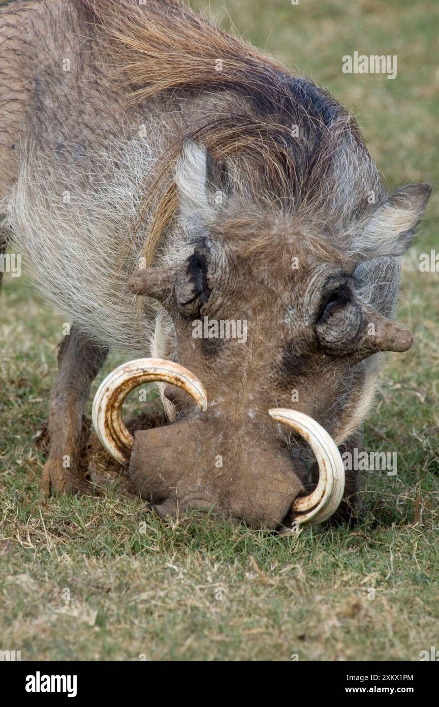 Warzenschwein mit großen Stoßzähnen - Verwurzelung für den Untergrund Stockfoto