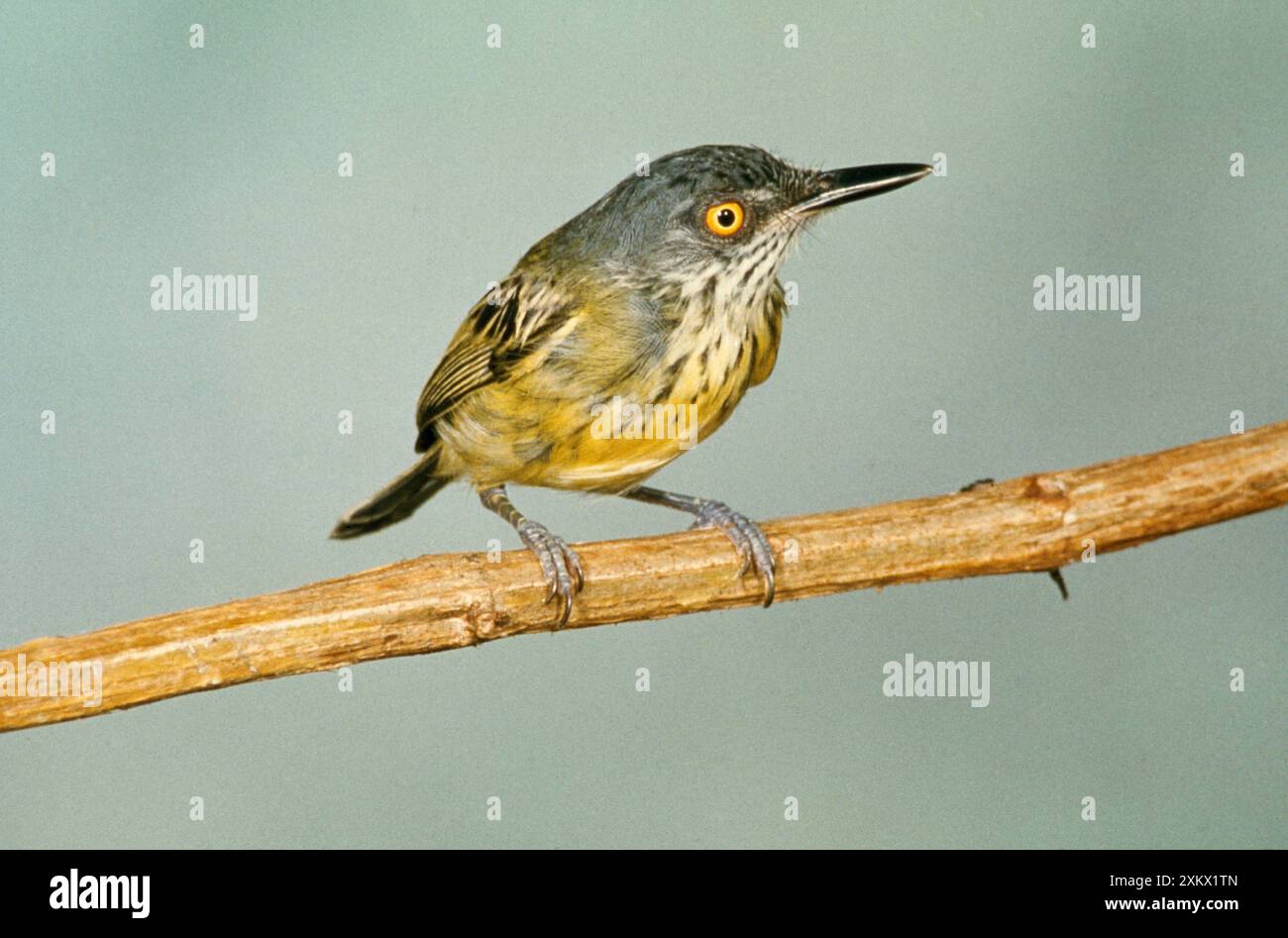 FLYCATCHER mit Punktmuster Stockfoto