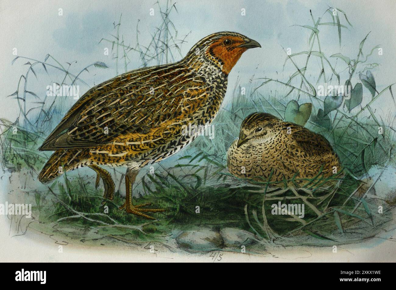 Abbildung: New Zealand Quail. Ab Buller 1873, Stockfoto