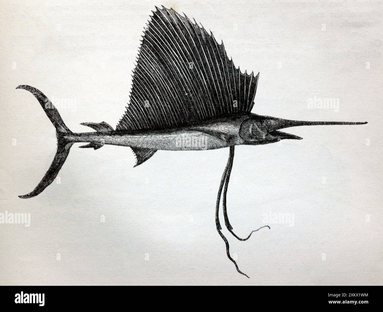 Schwarz-weiß-Illustration: 'Schwertfisch' (Sailor Stockfoto