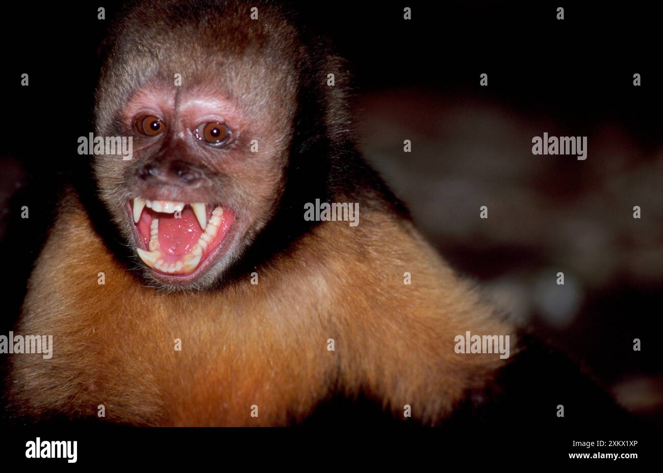 Gelbbrüste KAPUZINERKUCHIN/Kapuzinerkuchin mit Buff-Kopf Stockfoto