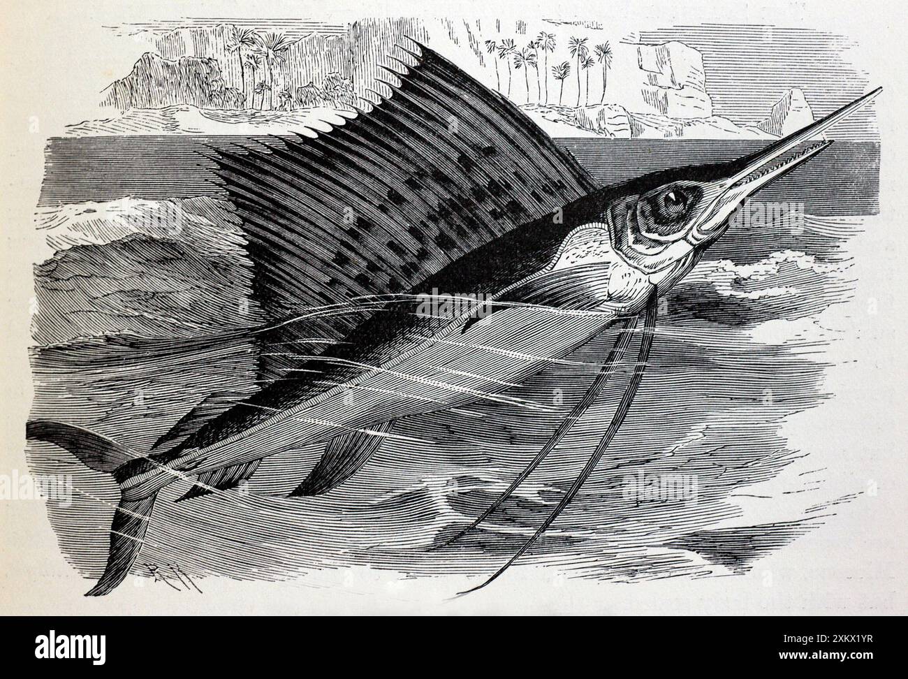 Schwarz-Weiß-Illustration: Gefleckter Indischer Schwertfisch Stockfoto