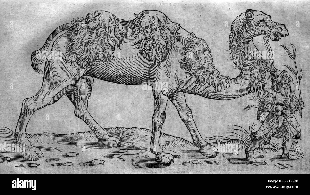 Schwarz-weiß-Illustration: Kamel und Mann - Holzschnitt Stockfoto Schwarz-weiß-Illustration: Kamel und Mann - Holzschnitt Stockfoto