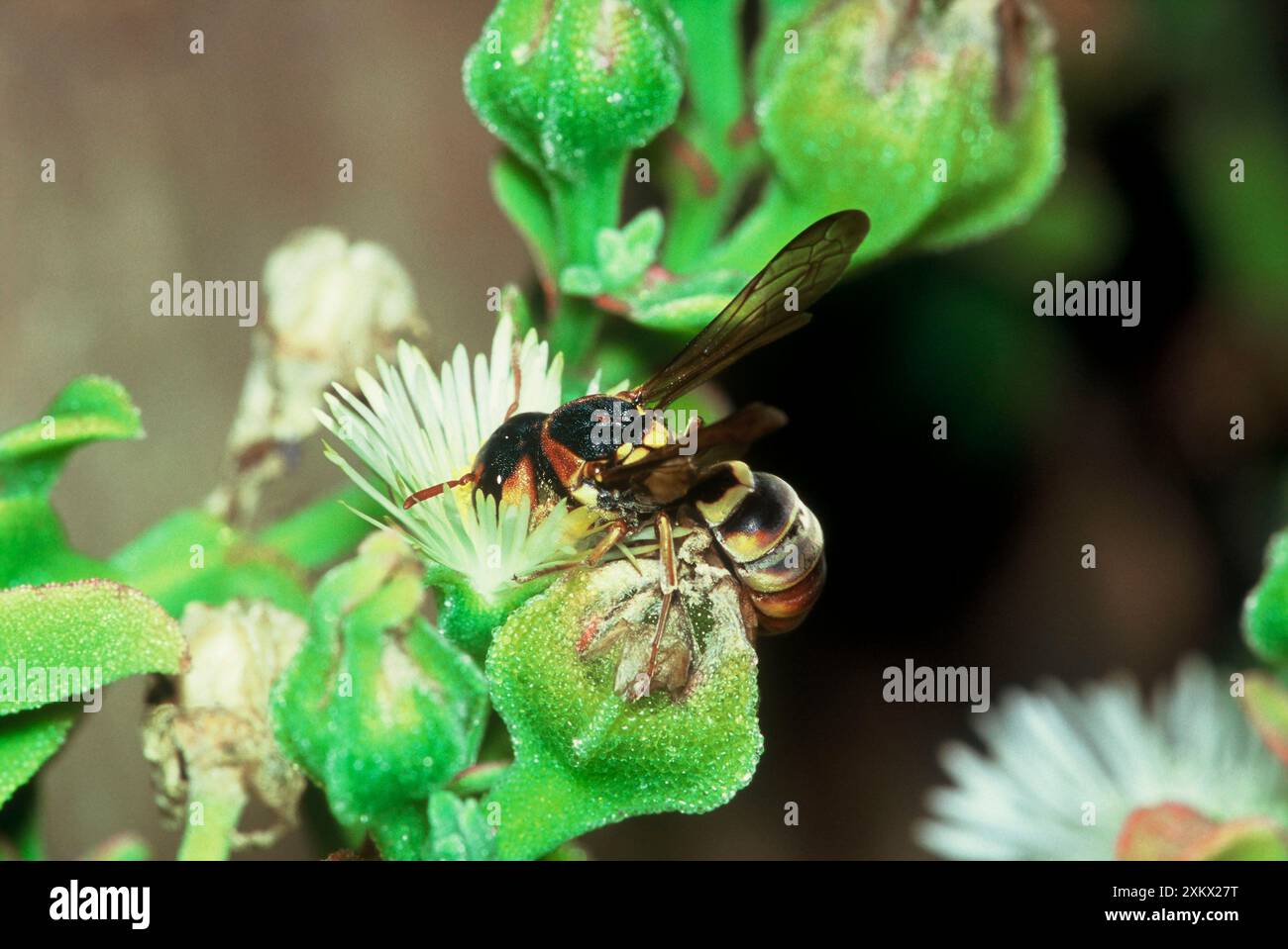 Solitär/Pollenwespe sammelt Pollen aus „mesem“ Stockfoto