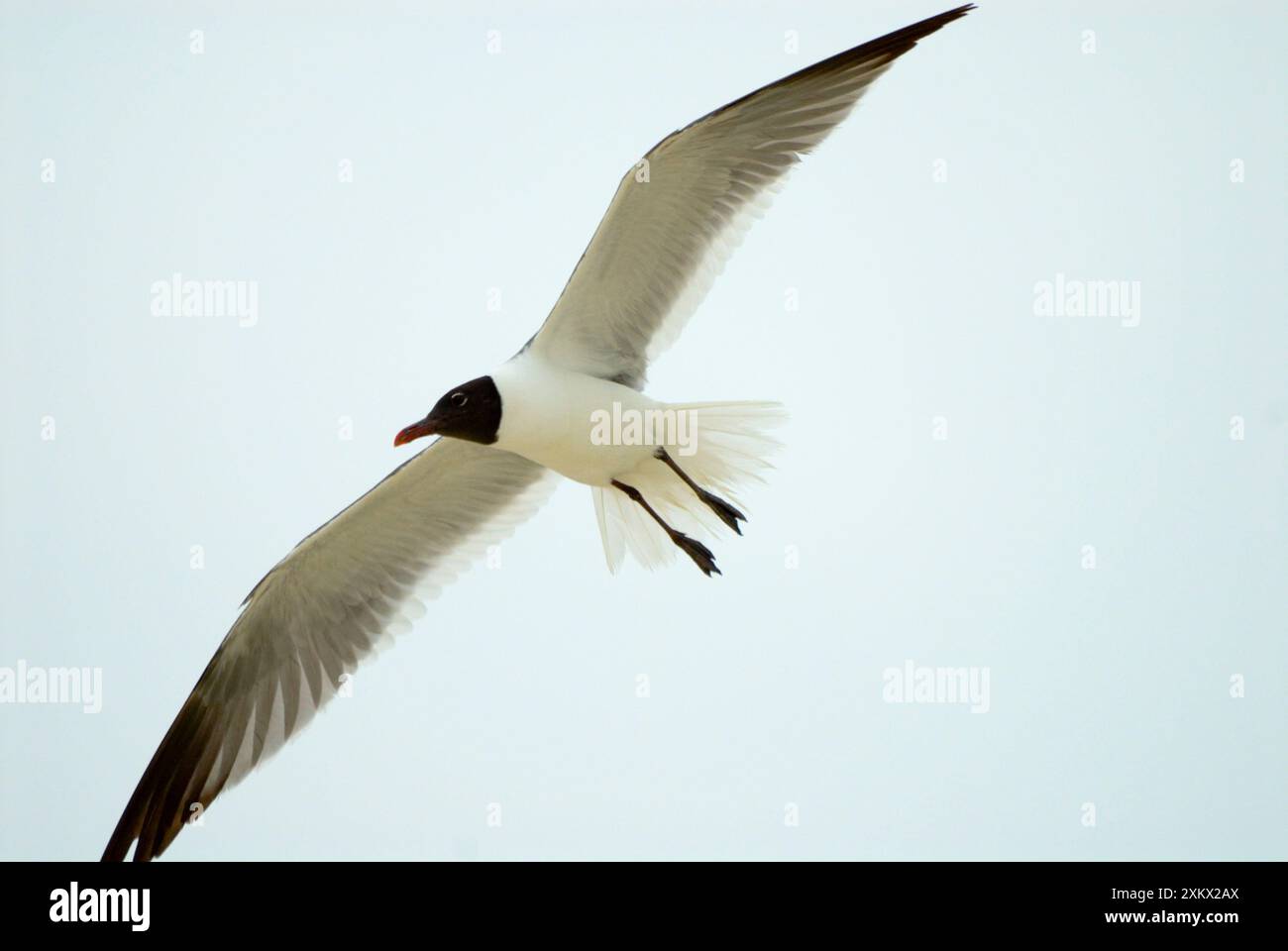 Lachende Möwe im Flug, erwachsenes Gefieder. Stockfoto