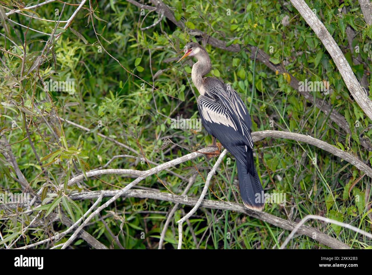 Anhinga - weiblich mit gelben, gewebten Füßen. Stockfoto