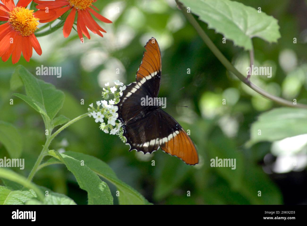 Rostiger Schmetterling auf Blatt Stockfoto