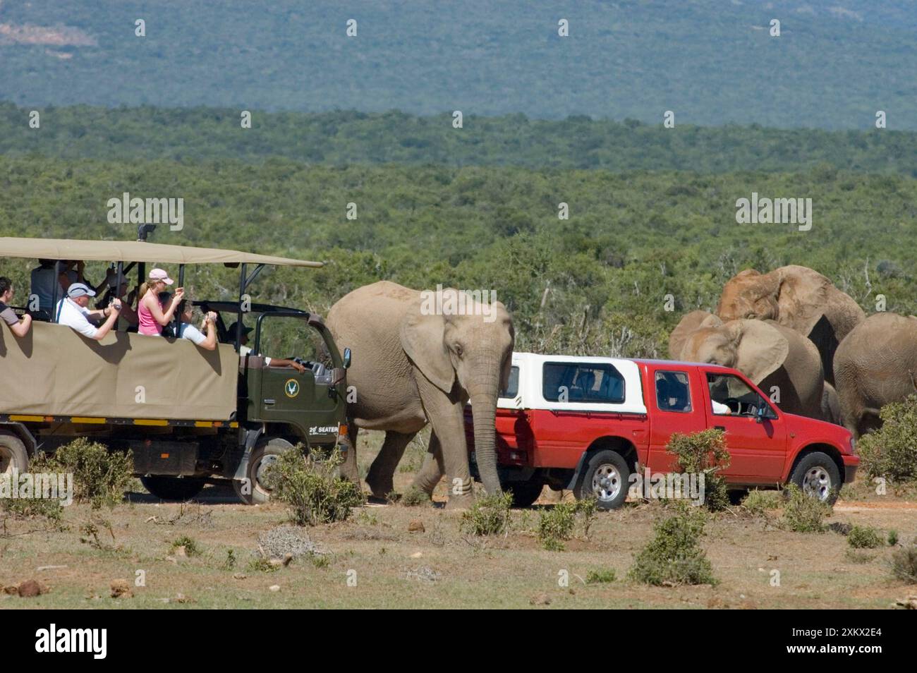 Afrikanische Elefanten mischen sich eng mit Touristenfahrzeugen. Stockfoto