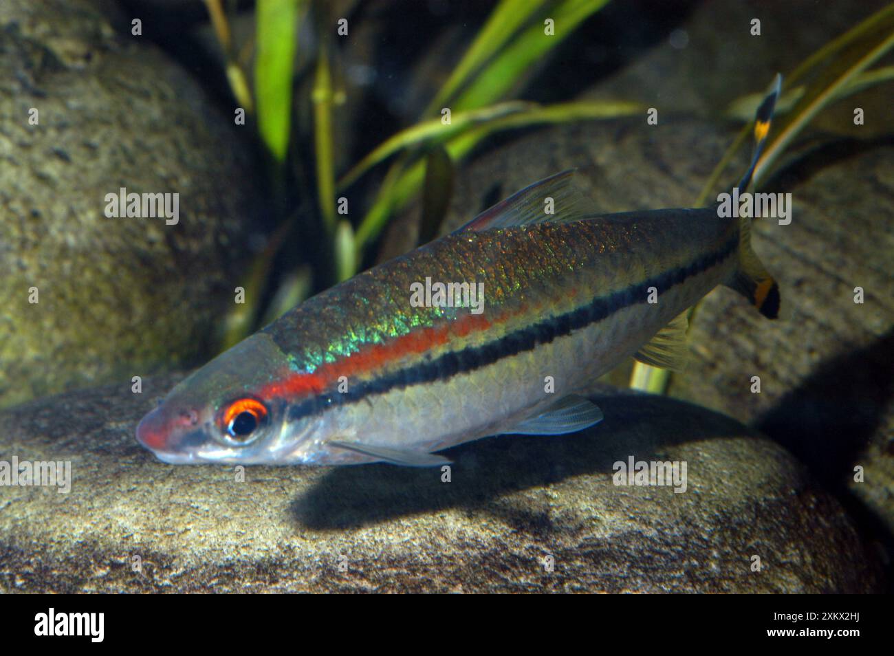 Red Line Torpedo Barb Stockfoto