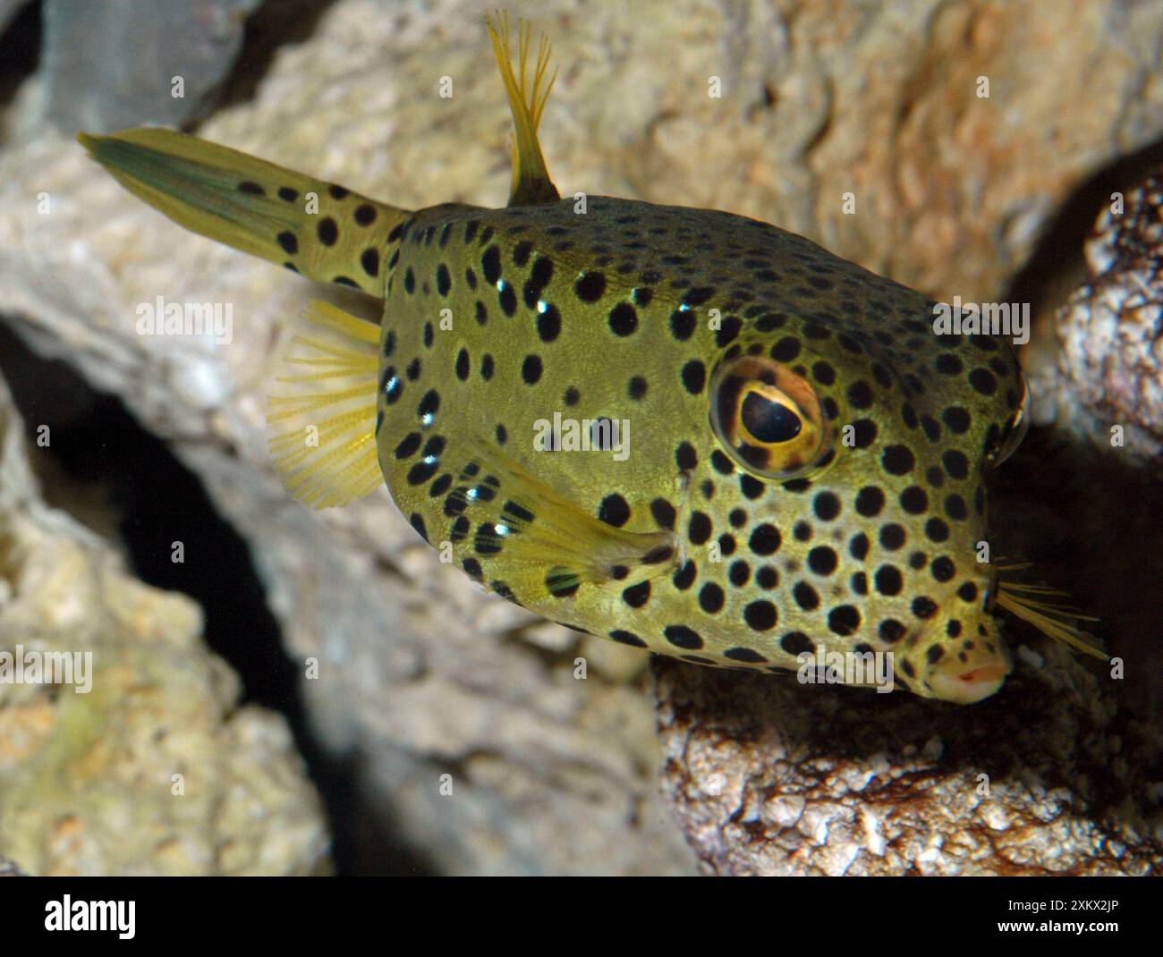 Box-Fisch Stockfoto