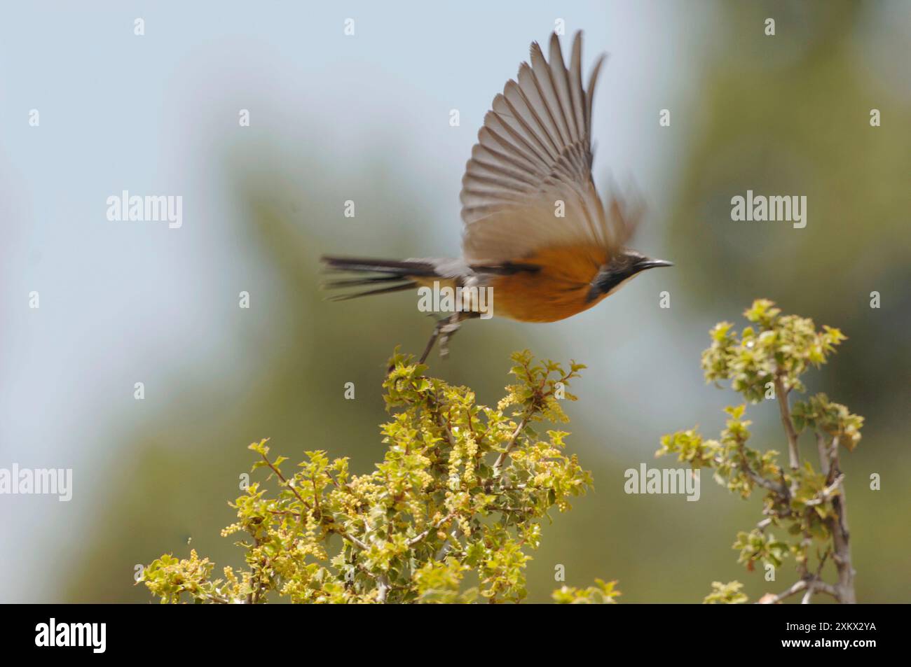 Weißkehlrotkehlchen / Iran - männlich erwachsen, Mai Stockfoto