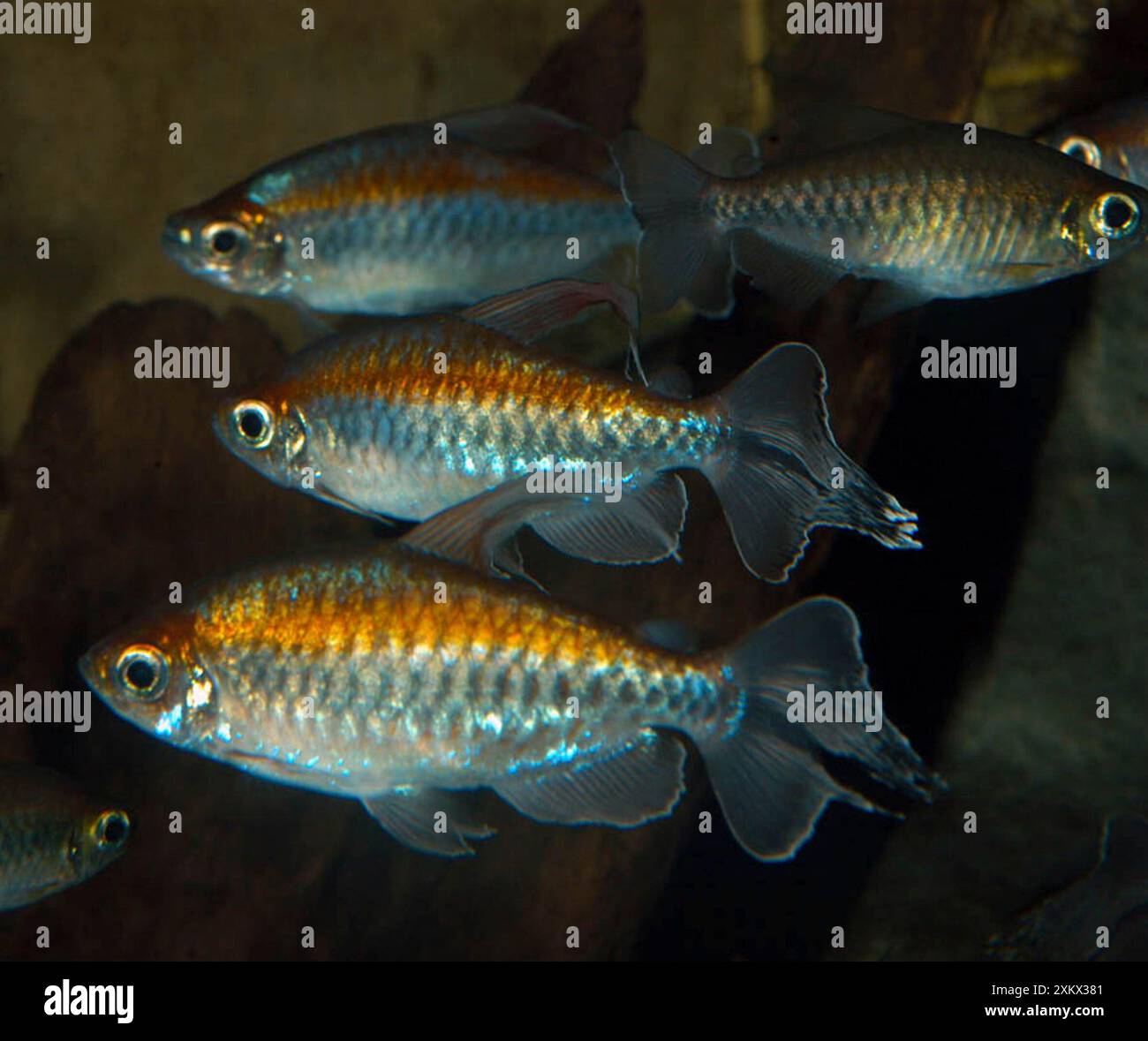 Kongo Tetra - Süßwasserfische Stockfoto