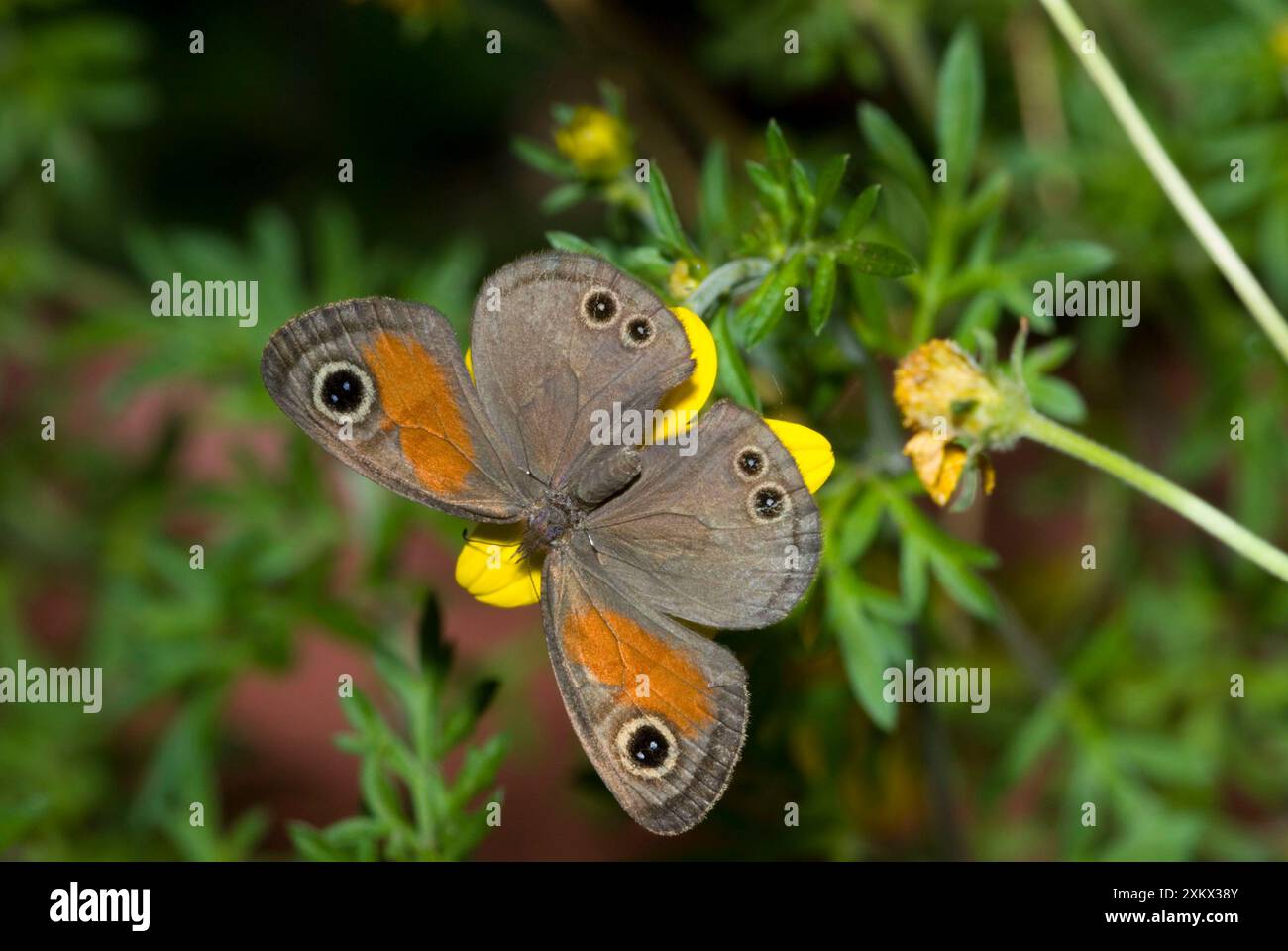 Regenwald Brauner Schmetterling, der sich von Nektar ernährt Stockfoto