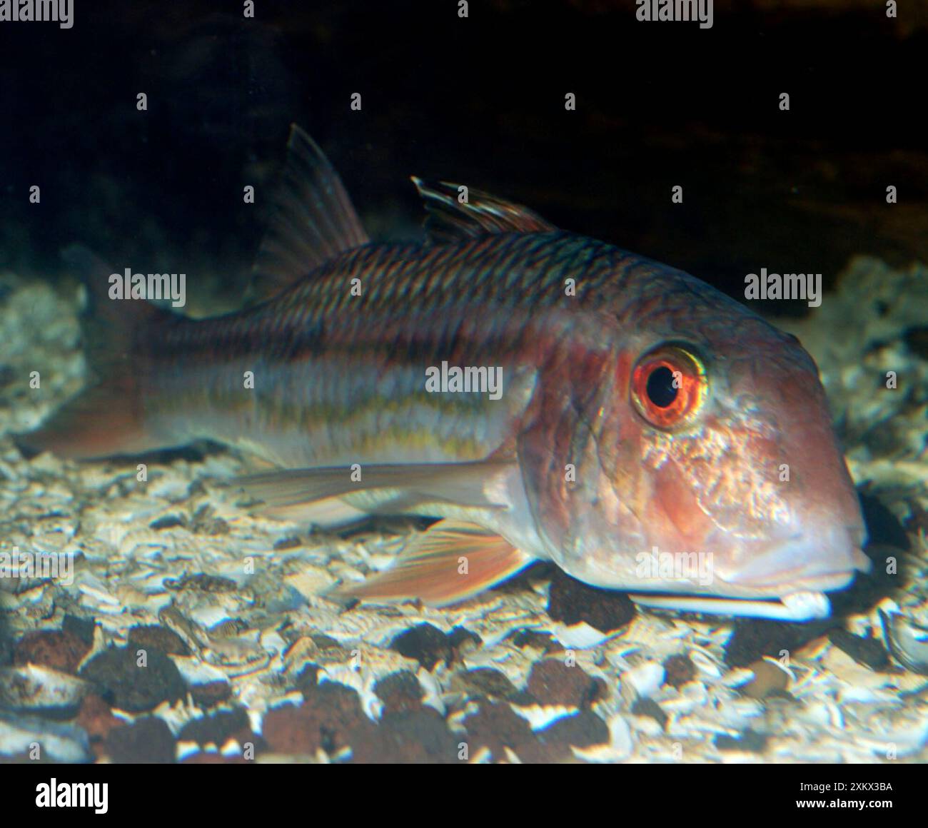 Rotbarsche - lebt auf dem Boden in flachen Gewässern Stockfoto