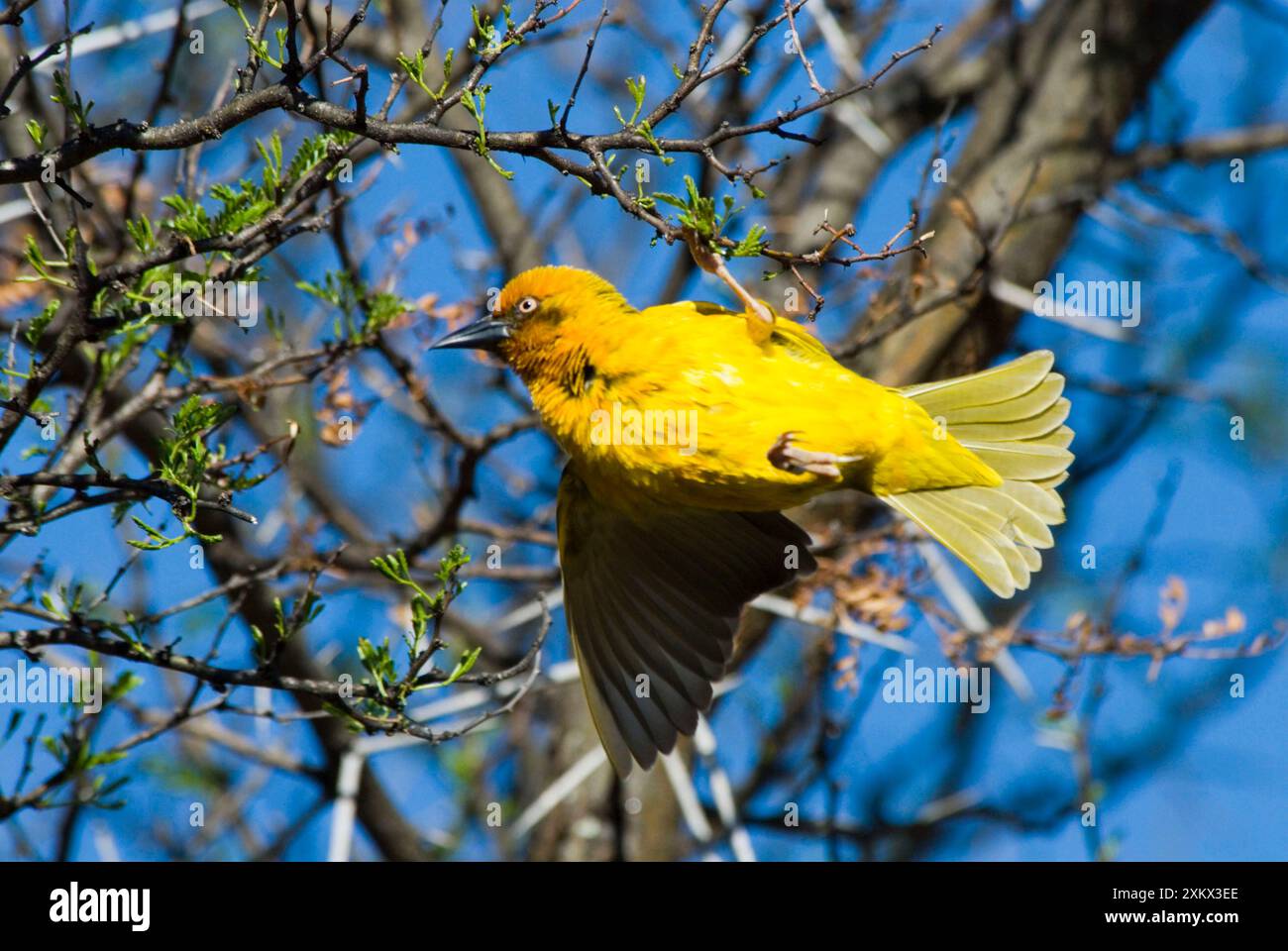 Cape Weaver wird auf der Zweigstelle angezeigt Stockfoto