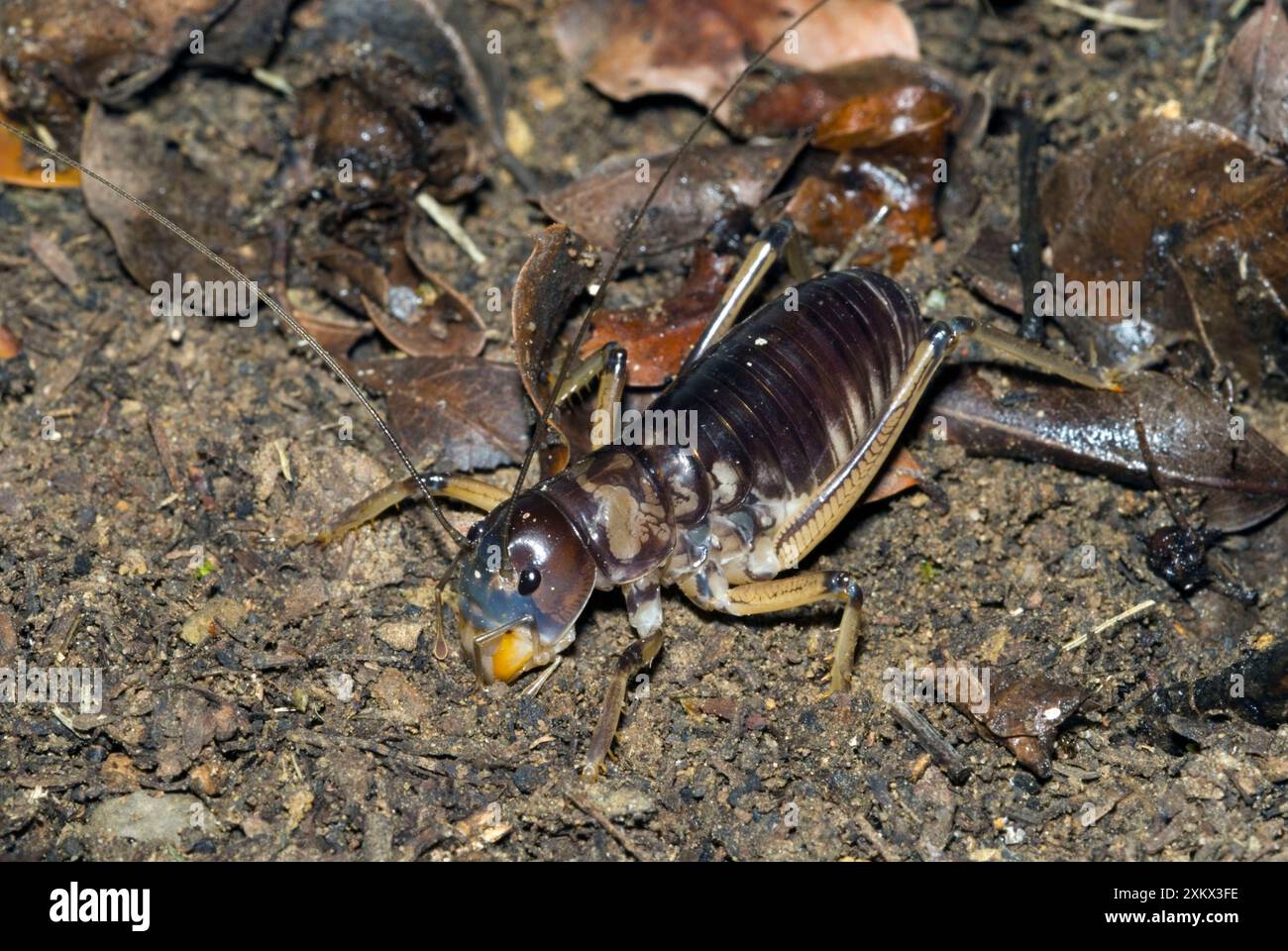 King Cricket - männlich Stockfoto