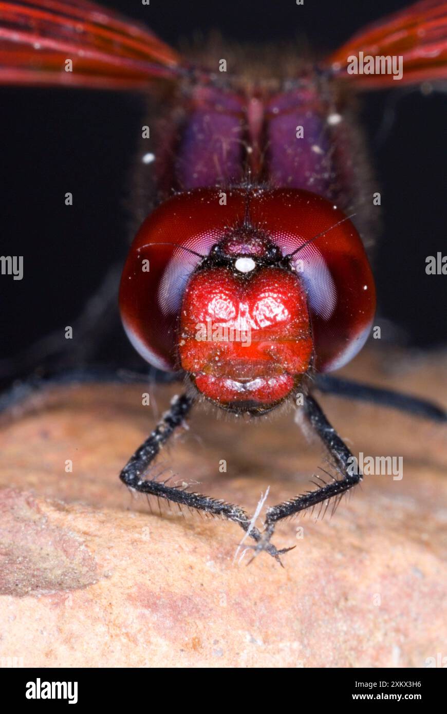 Rotgeäderte TropfLibelle. Nahaufnahme des männlichen Kopfes. Stockfoto