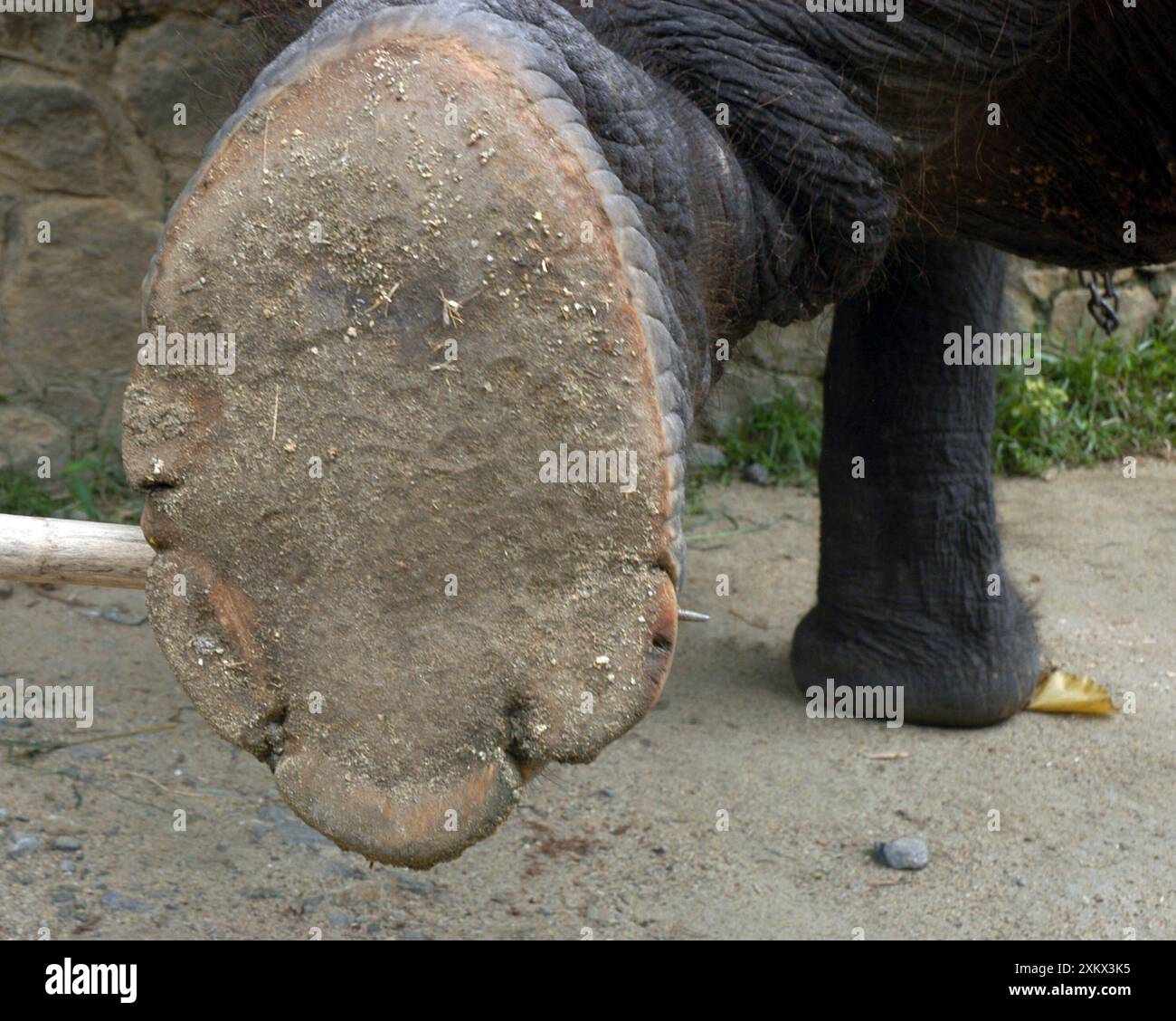 Asiatischer Elefant: Rechter Hinterfuß, um Sohle zu zeigen Stockfoto