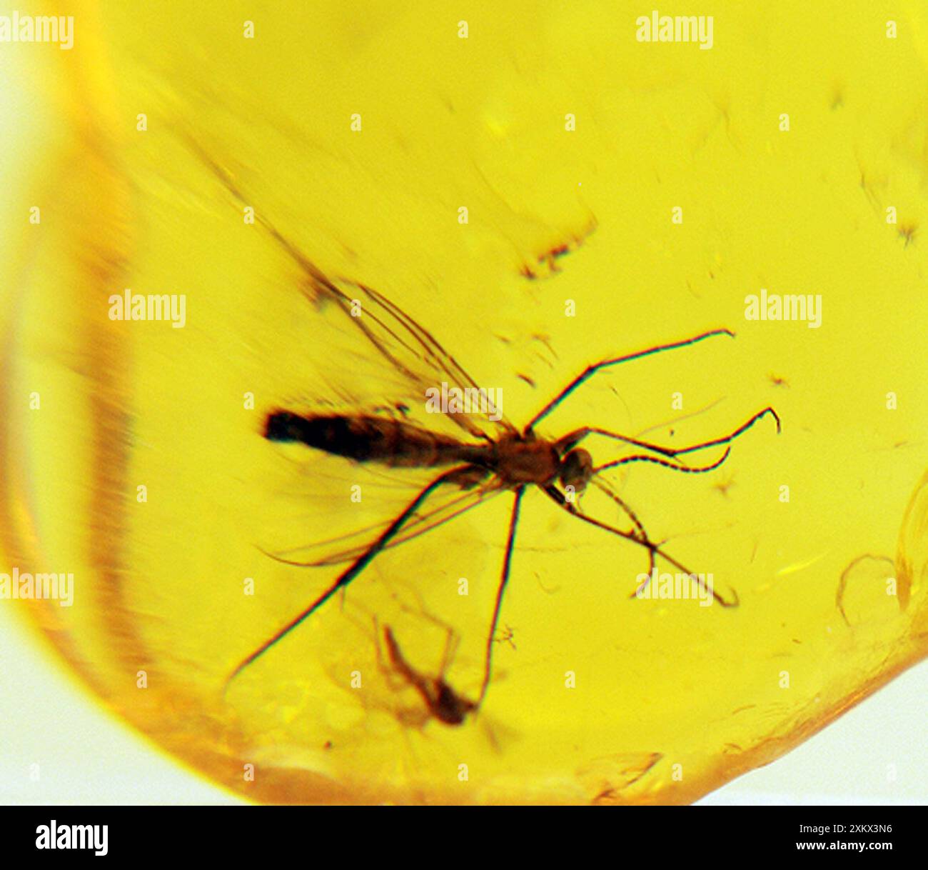 Insekten in Bernstein Stockfoto