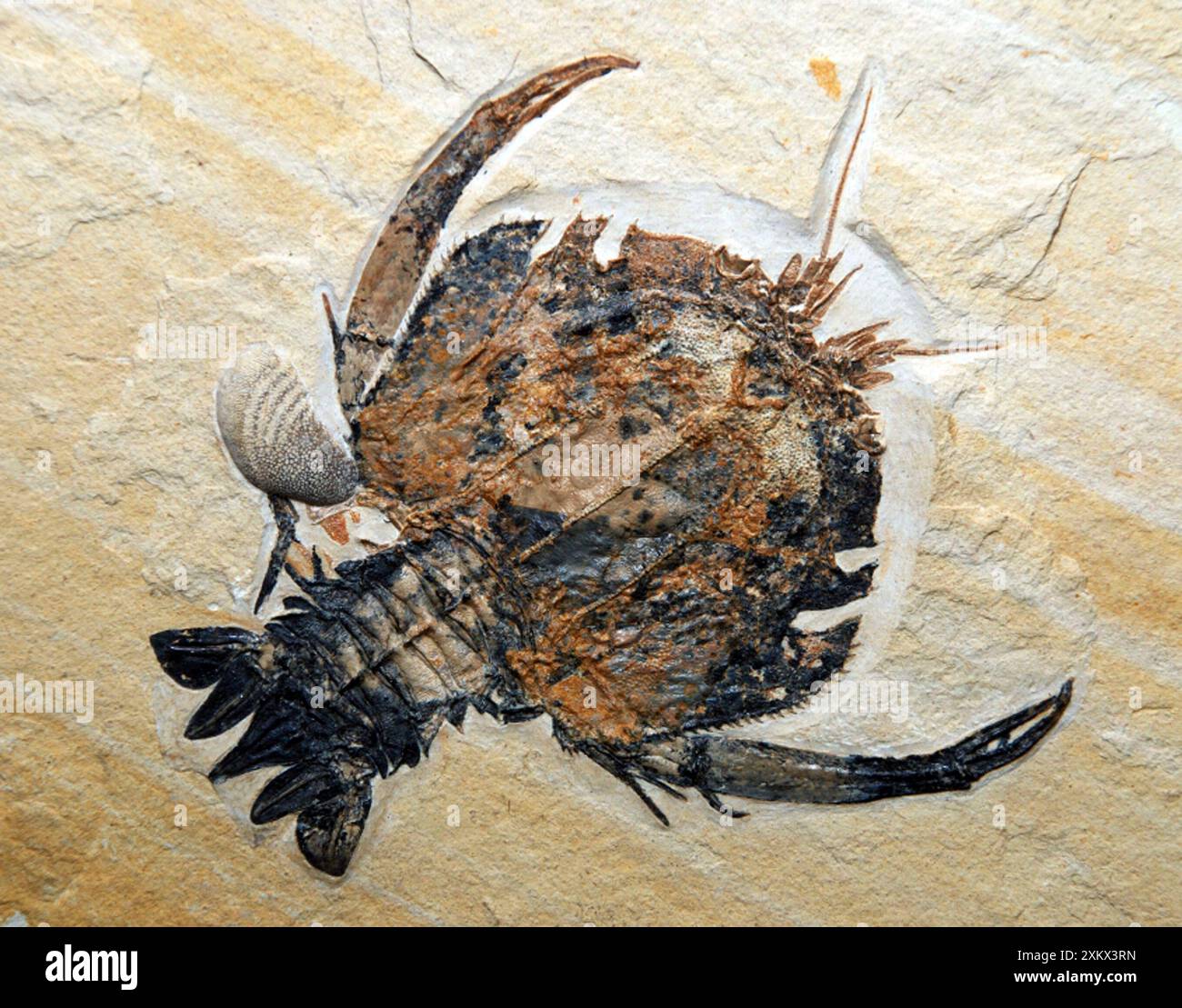 Fossile Krebstiere; Jurassic, Bayern Stockfoto