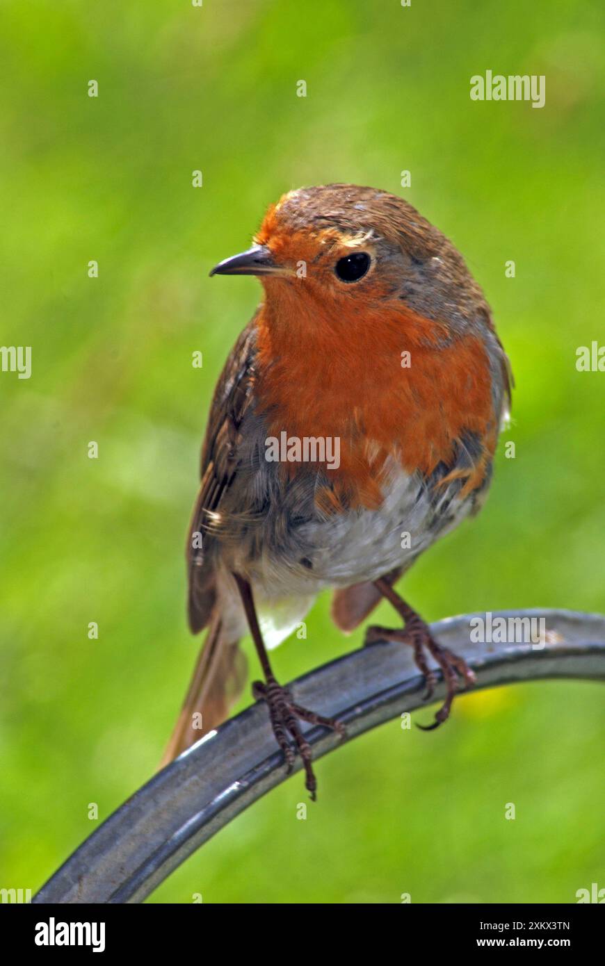 Robin - Molding Stockfoto