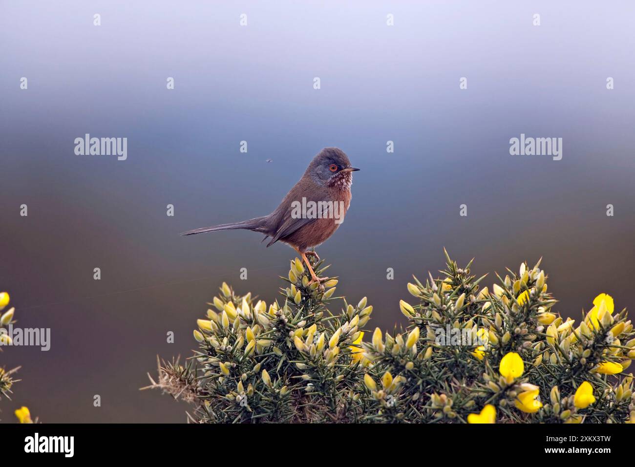 Erwachsener Mann Dartford Warbler Stockfoto