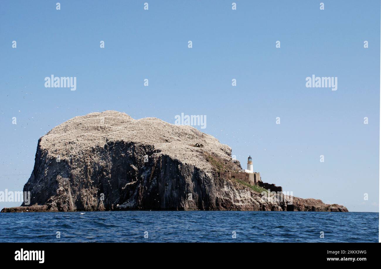 Bass Rock - ein vulkanischer Stumpf, ein bedeutender historischer Seevögel Stockfoto