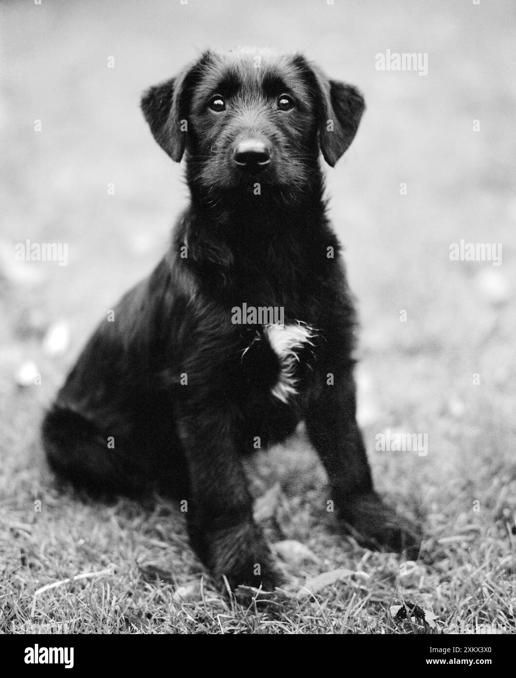 Hund - setzt sich im Garten Stockfoto