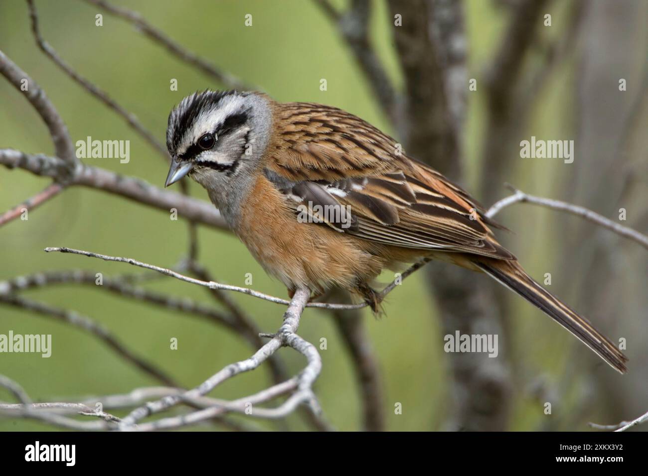 Erwachsene, männlich, Felsenbund Stockfoto