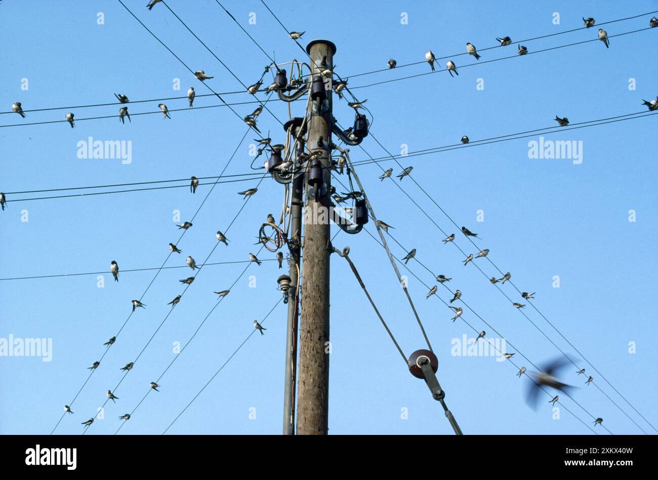 Schwalben - sammeln sich an Telefonkabeln Stockfoto