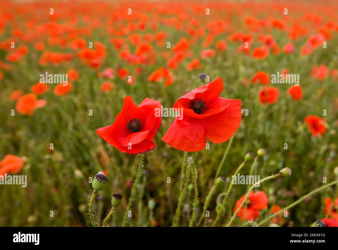 Gewöhnliche Mohnblumen auf den Berkshire Downs Stockfoto