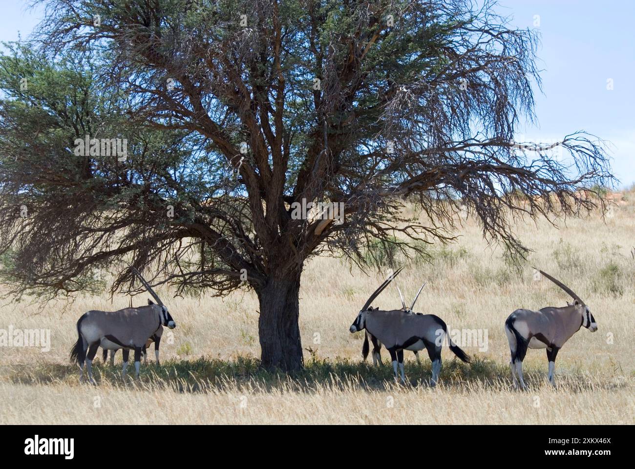 Gemsbok / Oryx ruht in der Hitze des Tages im Schatten. Stockfoto