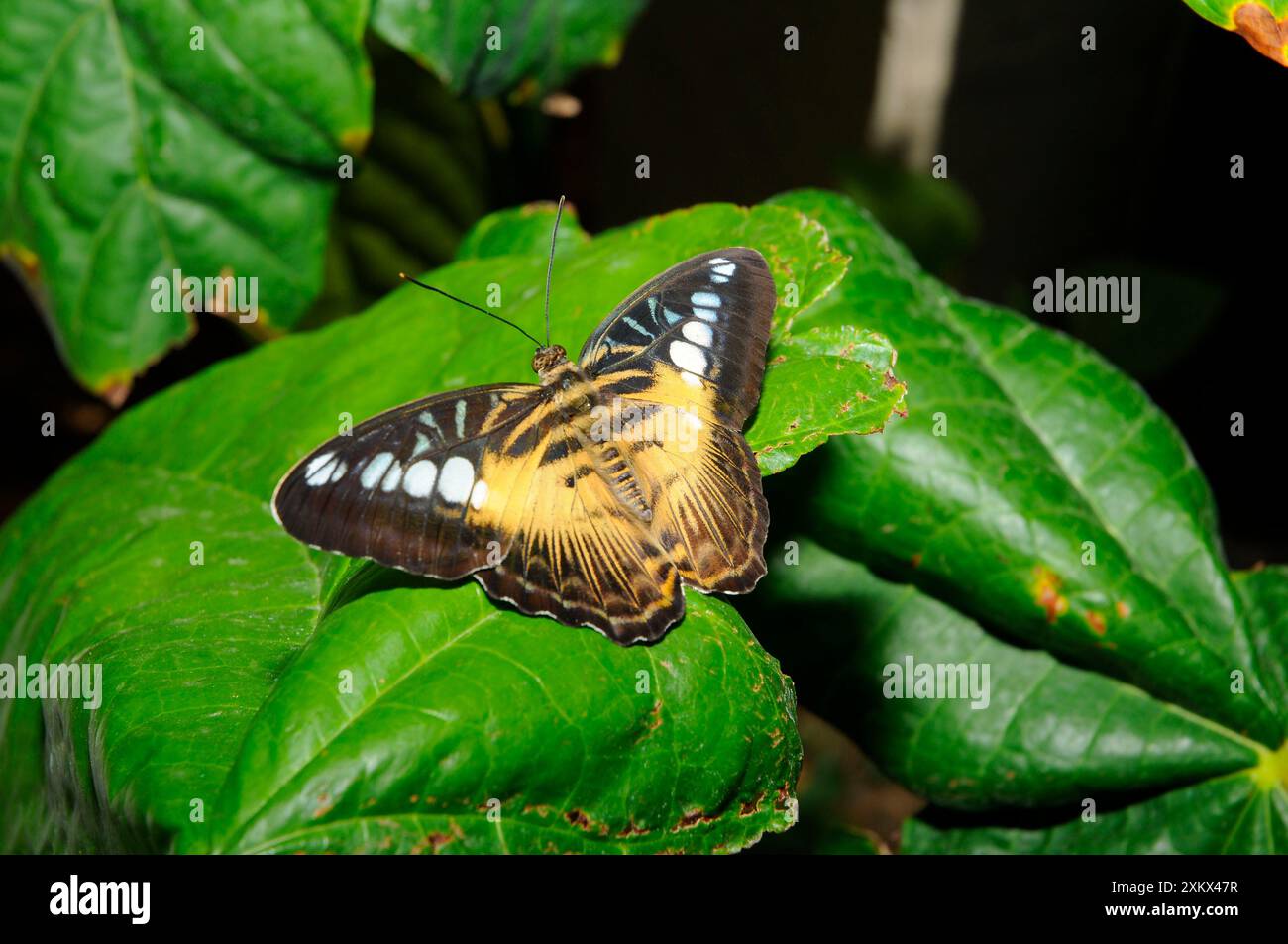 Brauner Clipper Schmetterling. Stockfoto