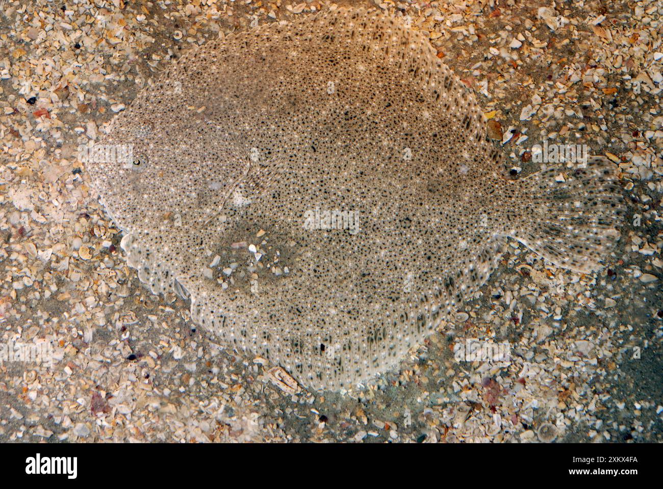 Brill – die Farbe passt zum Meeresboden und zum Fisch Stockfoto