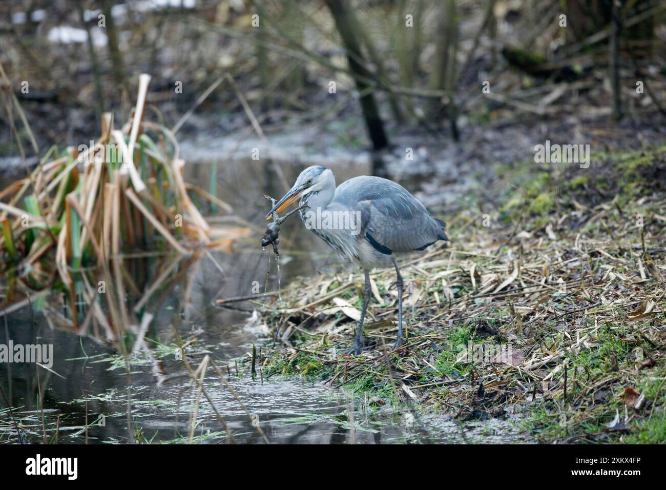 Graureiher - Jungfischfang Gemeine Kröte (Bufo bufo) Stockfoto