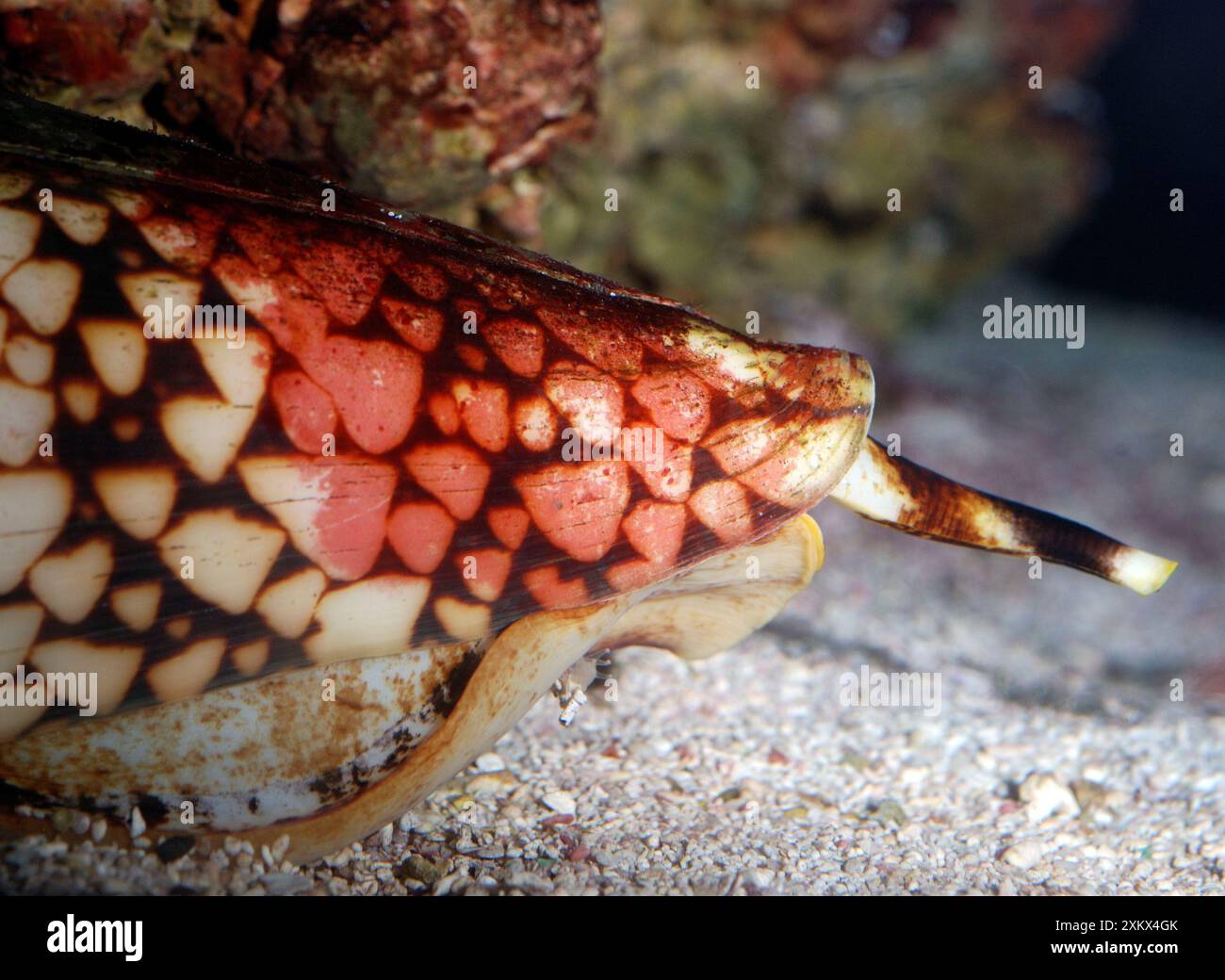 Cone Shell - tödliche giftige Weichtiere Stockfoto