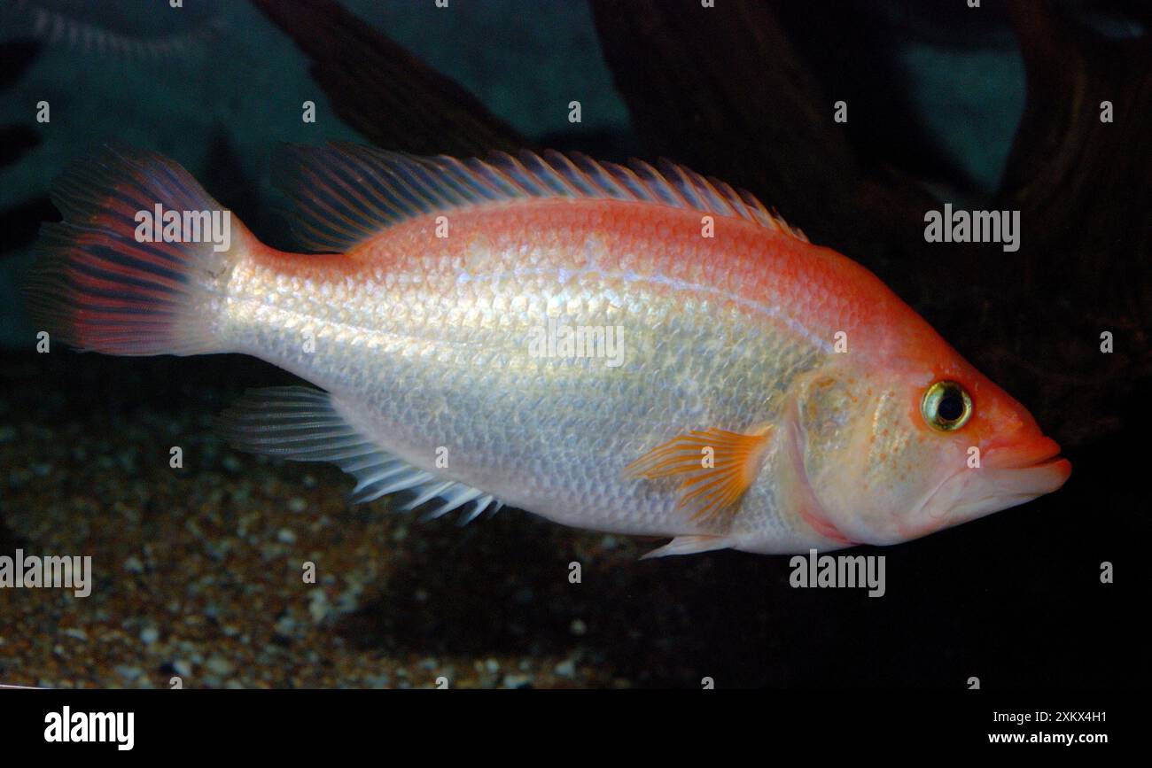 Red Snook – Amazon Stockfoto