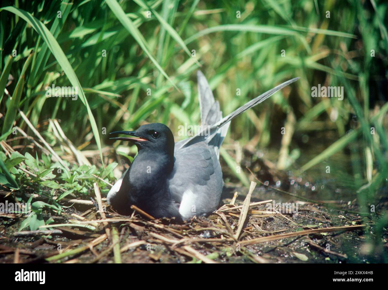 Black Tern - erwachsenes Weibchen auf der nestÊÊ Stockfoto