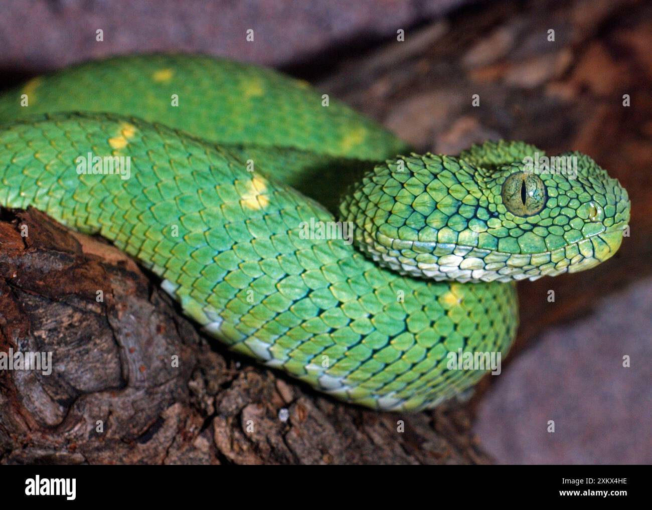 Grünen Busch Viper Stockfoto