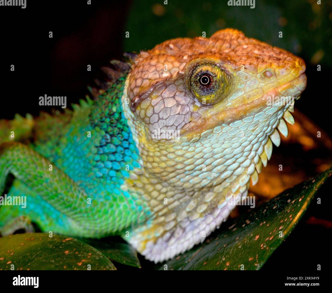 Peruanische Affe Eidechse Stockfoto