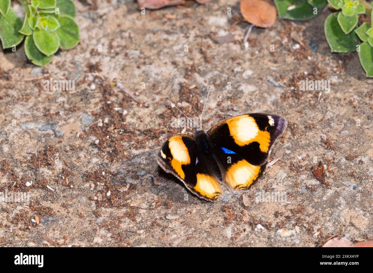 Yellow Stiefmütterchen - männlicher Schmetterling, der sich in der Sonne sonnt Stockfoto