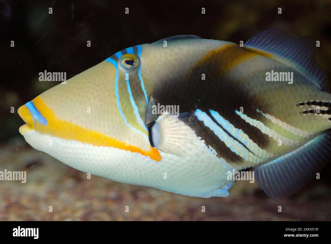 Schwarzbarsch-Triggerfisch/Picasso-Fisch Stockfoto