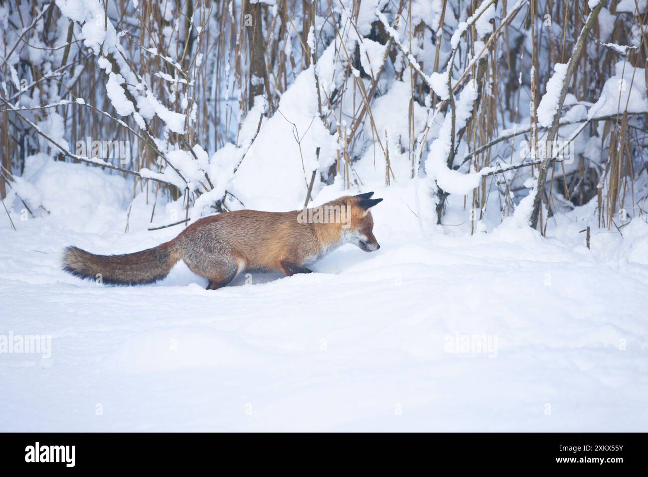 Rotfuchs hört auf Bewegung und ist bereit, sich zu stürzen Stockfoto