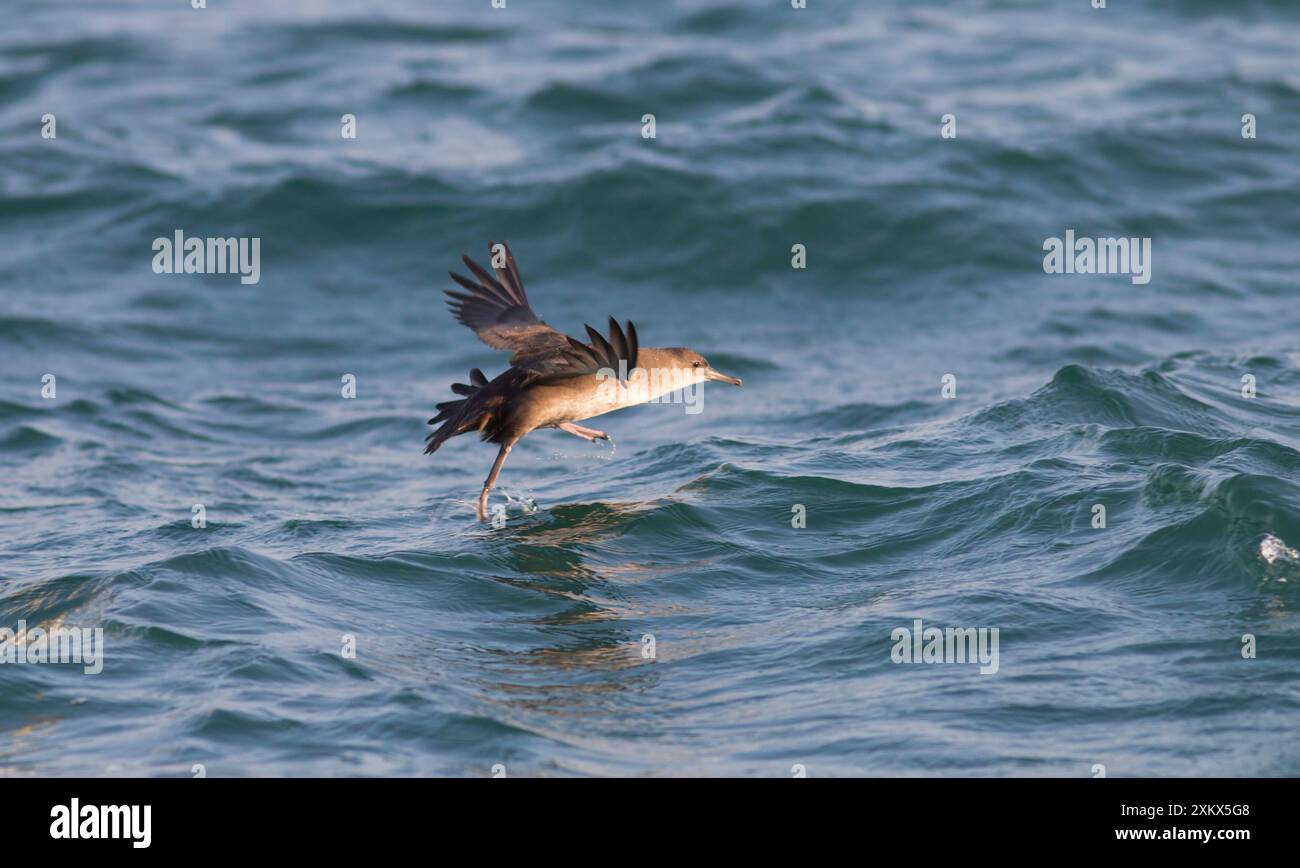 Balearisches Shearwater - im Flug - läuft auf dem Stockfoto